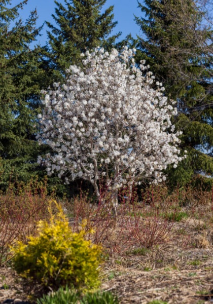 MAGNO STE CENTENNIAL BLUSH #5CLP