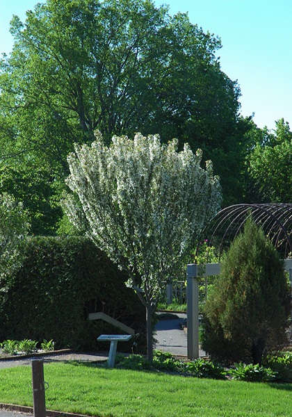 MALUS ADIRONDACK CRAB 1.75"BB