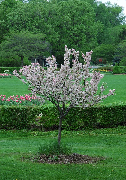 MALUS CORALBURST CRAB 2" BB