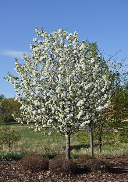 MALUS DOLGO CRAB #15