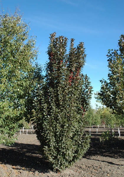 MALUS EMERALD SPIRE CRAB #20