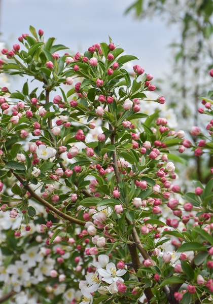 MALUS SAR FIREBIRD CRAB 2"BB