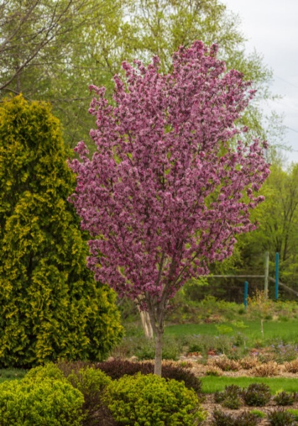 MALUS GLADIATOR CRAB 1.75"BB FE