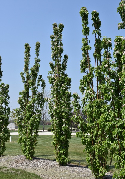 MALUS GREEN WALL SPIRE #20 FE