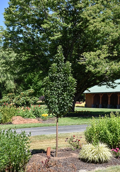 MALUS IVORY SPEAR #10