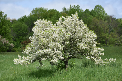 MALUS LOLLIPOP CRAB 1.75"BB