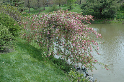 MALUS LOUISA CRAB #20