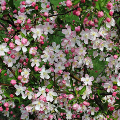 MALUS PINK SPARKLES CRAB 2"BB