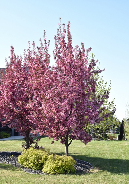 MALUS PINK SPIRES CRAB 2.5" BB