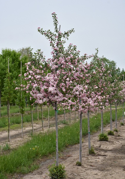 MALUS PRAIRIE ROSE #10