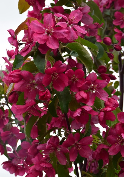 MALUS RED BARRON CRAB 2"BB