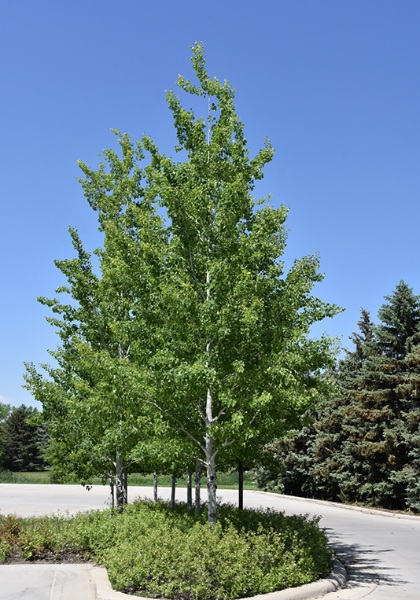 POPUL TRE PRAIRIE GOLD 2.5"BB