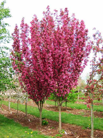 MALUS REJOICE CRAB 1.5"BB