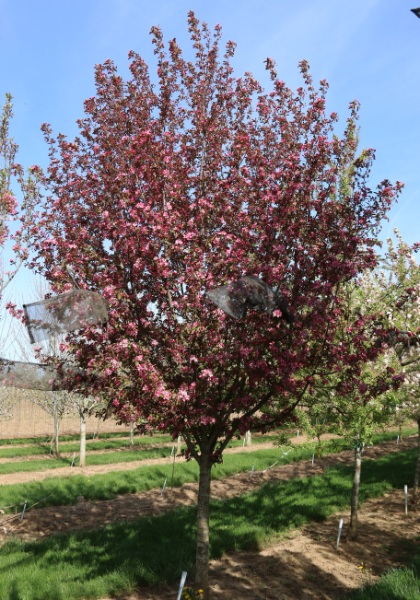 MALUS RUBY DAYZE 1.5" BB