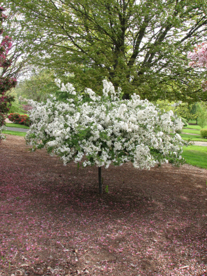 MALUS SAR TINA CRAB #20