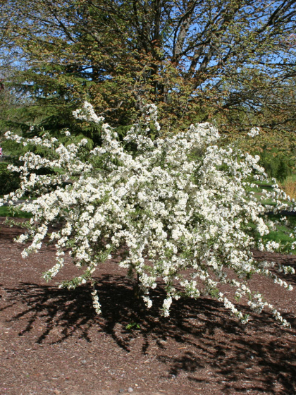 MALUS SAR WEEPING TINA 1.5"BB