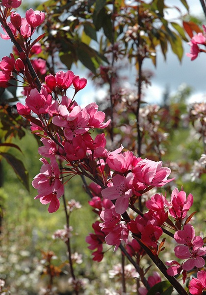 MALUS SHOWTIME CRAB #10