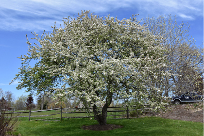 MALUS SNOWDRIFT CRAB #15