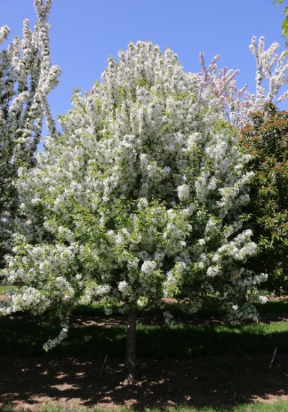 MALUS SNOW CRYSTAL 1.5"BB