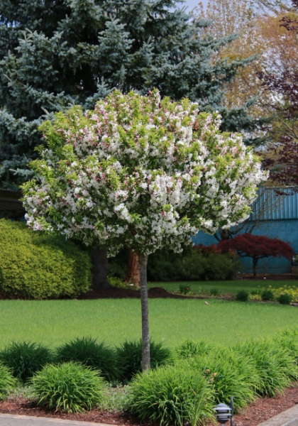 MALUS SPARKLING SPRITE 1.75"BB