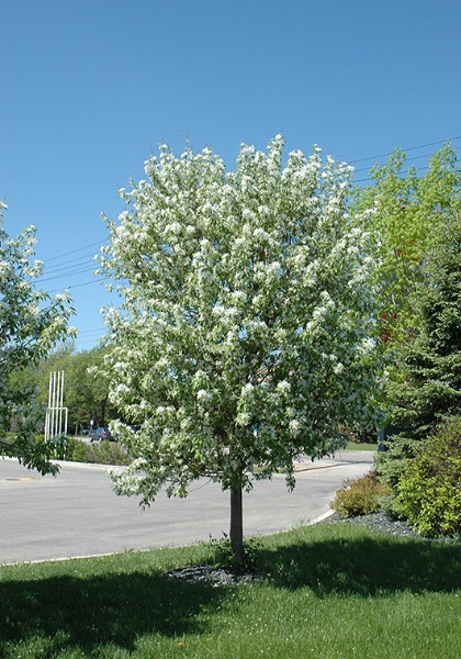 MALUS SPRING SNOW CRAB #20