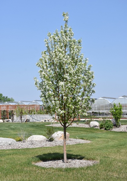 MALUS STARLITE CRAB 2.5"BB