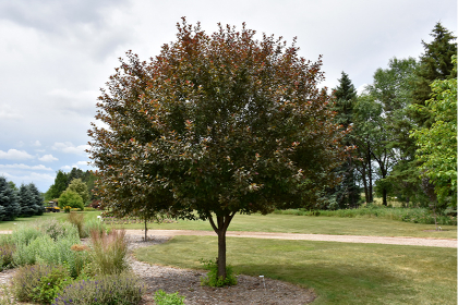 MALUS VELVET PILLAR CRAB 1.75"BB