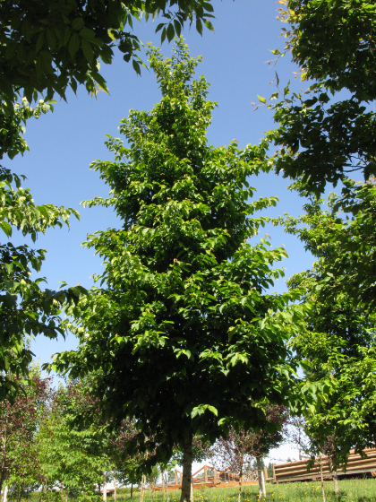 OSTRYA VI AUTUMN TREASURE1.75"BB