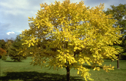 PHELL EYE STOPPER 2.5"BB CORK