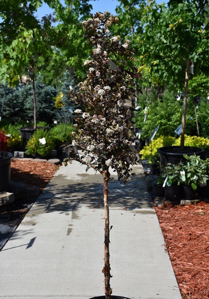 PHYSO OPU AMBER JUBILE #10 1.2FE