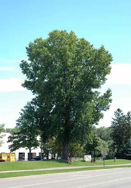 POPUL DEL SIOUXLAND #15