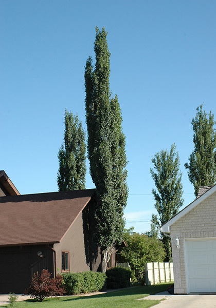 POPUL SWEDISH COL ASPEN #10