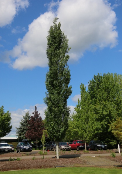 POPUL TRE MOUNT SENTINEL #20