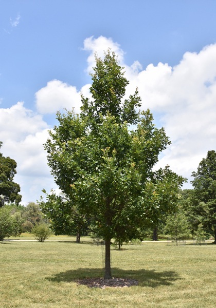 QUERC X HERITAGE OAK 2.5"BB