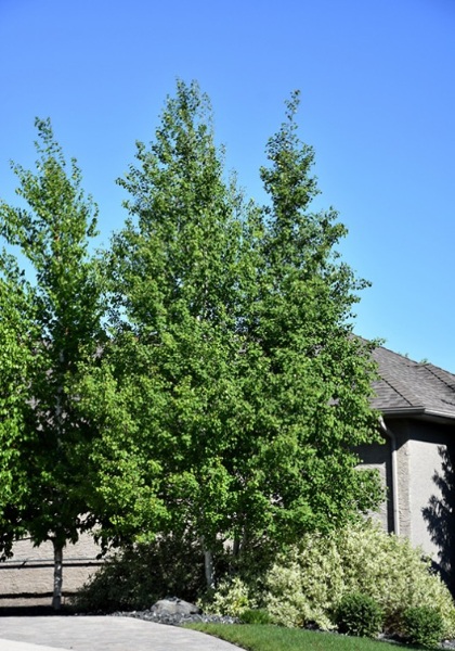 POPUL TRE QUAKING ASPEN #15 CLP