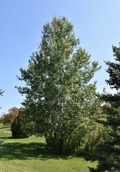 POPUL TRE QUAKING ASPEN 2.5"BB