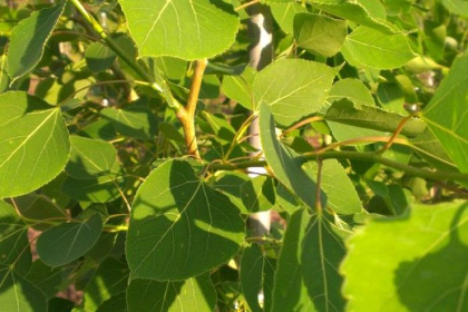 POPUL TRE SUMMER SHIMMER 2"BB