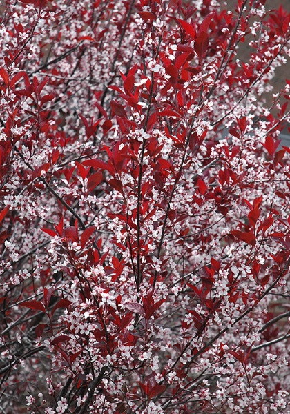 PRUNUS CIS PURPLELEAF #10 TF