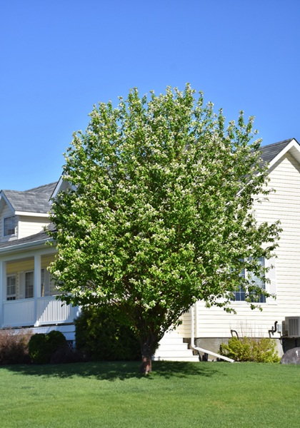 PRUNUS MAA AMUR CHOKECHERRY#15