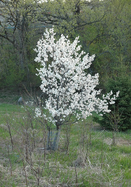 PRUNUS NIG PRINCESS KAY 1.75"BB