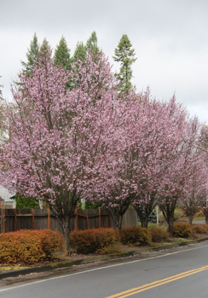 PRUNUS SAR PINK FLAIR 2" BB