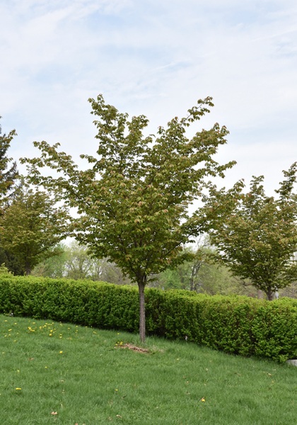 PRUNUS SPRING WONDER 2" BB