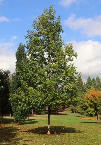 QUERC BIC AMERICAN DREAM 1.5"BB