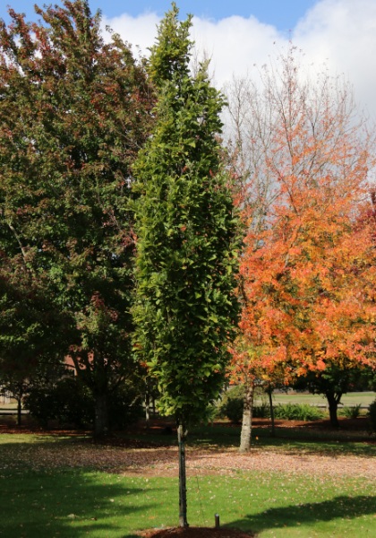 QUERC BIC BEACON OAK #20