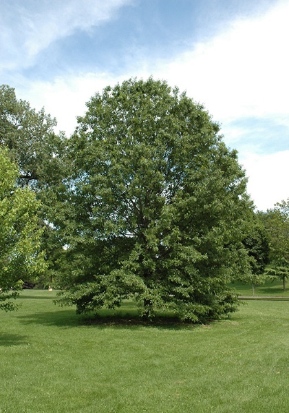 QUERC ELL NORTHERN PIN #15