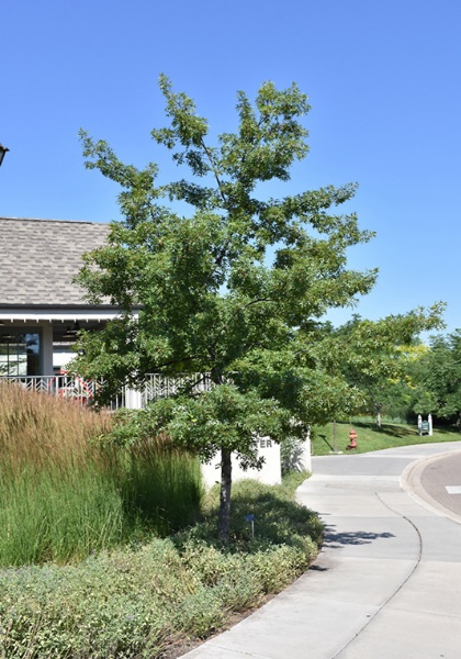 QUERC ELL MAJESTIC SKIES 2"BB