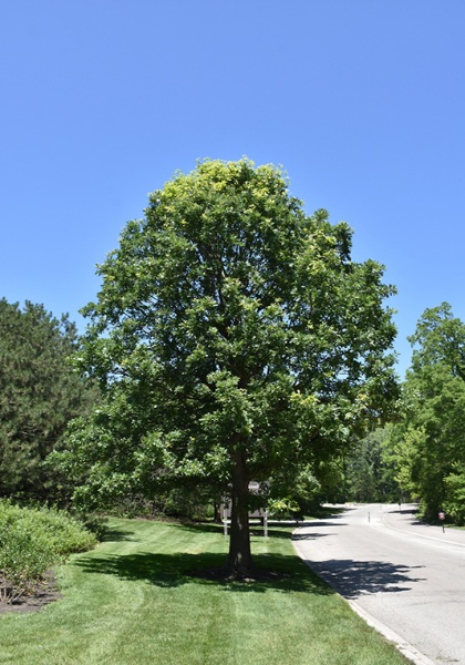 QUERC MAC BUR OAK 3"BB