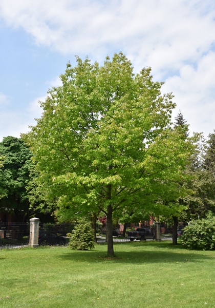 QUERC RUB NORTHERN RED OAK #10