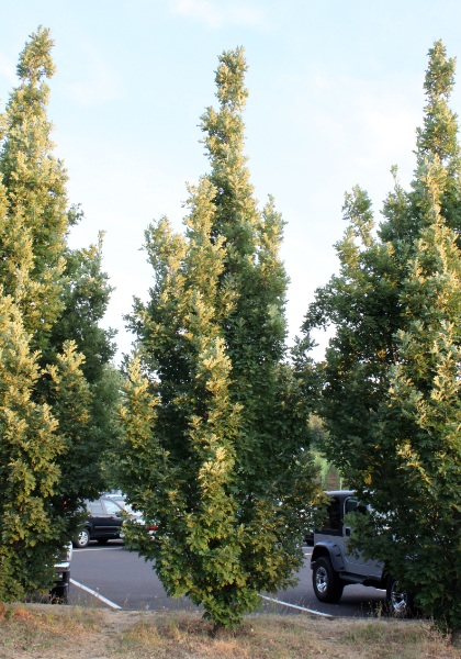 QUERC X CRIMSON SPIRE 1.75"BB