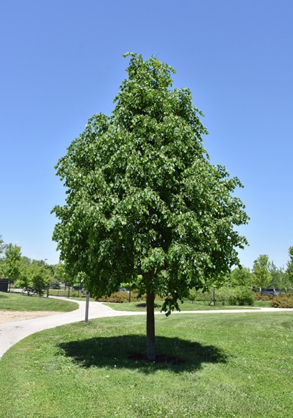 TILIA COR GREENSPIRE 3"BB